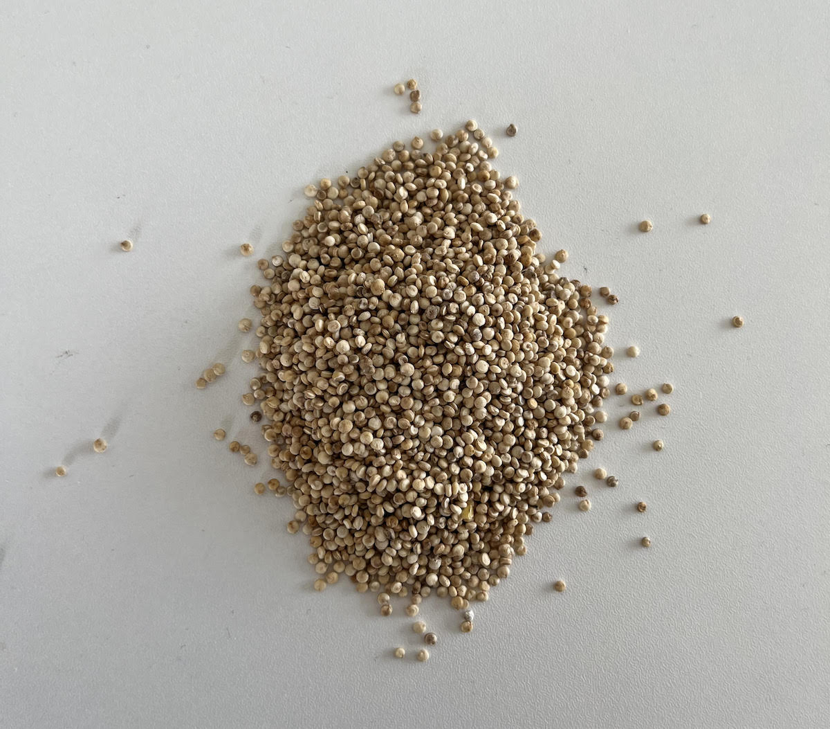 nederlandse quinoa volkoren
