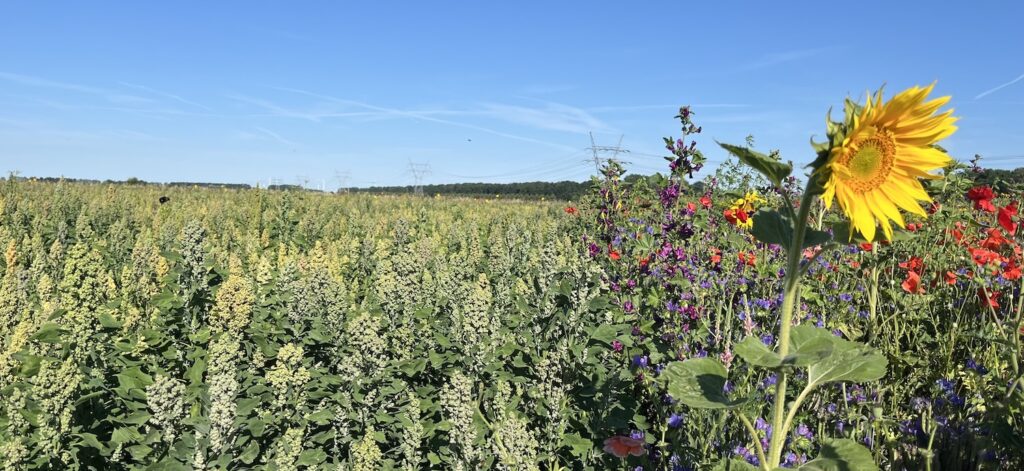 quinoa biodiversiteit eiwittransitie